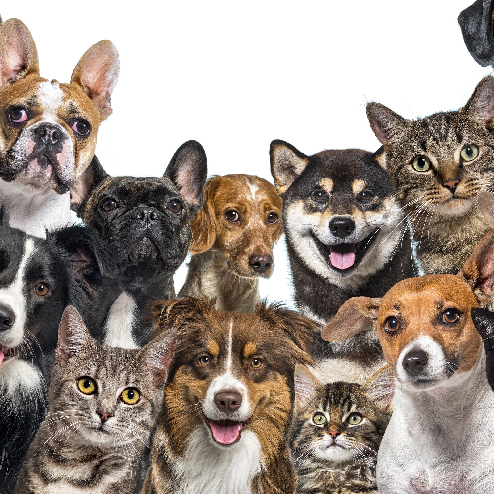 Pet Care