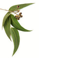 Eucalyptus Globulus Oil - Angel-Cosmoceuticals