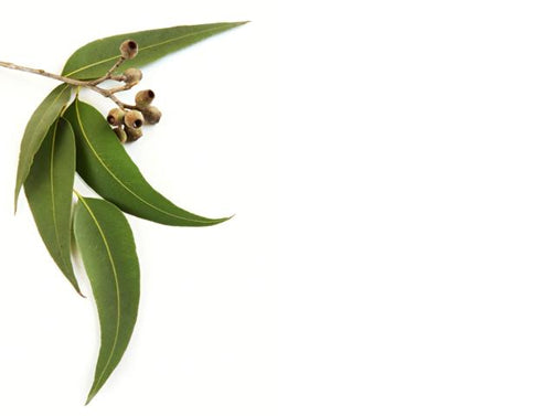Eucalyptus Globulus Oil - Angel-Cosmoceuticals